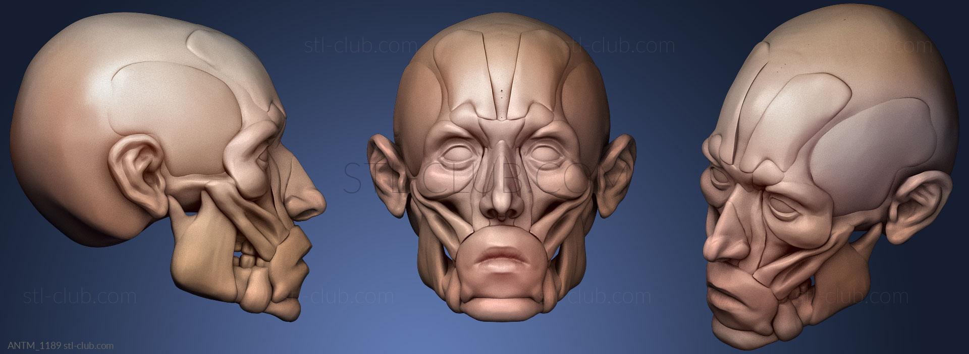 Корч для лица, Анатомия скелеты и черепа 3D модель для ЧПУ: STL / MAX (obj)